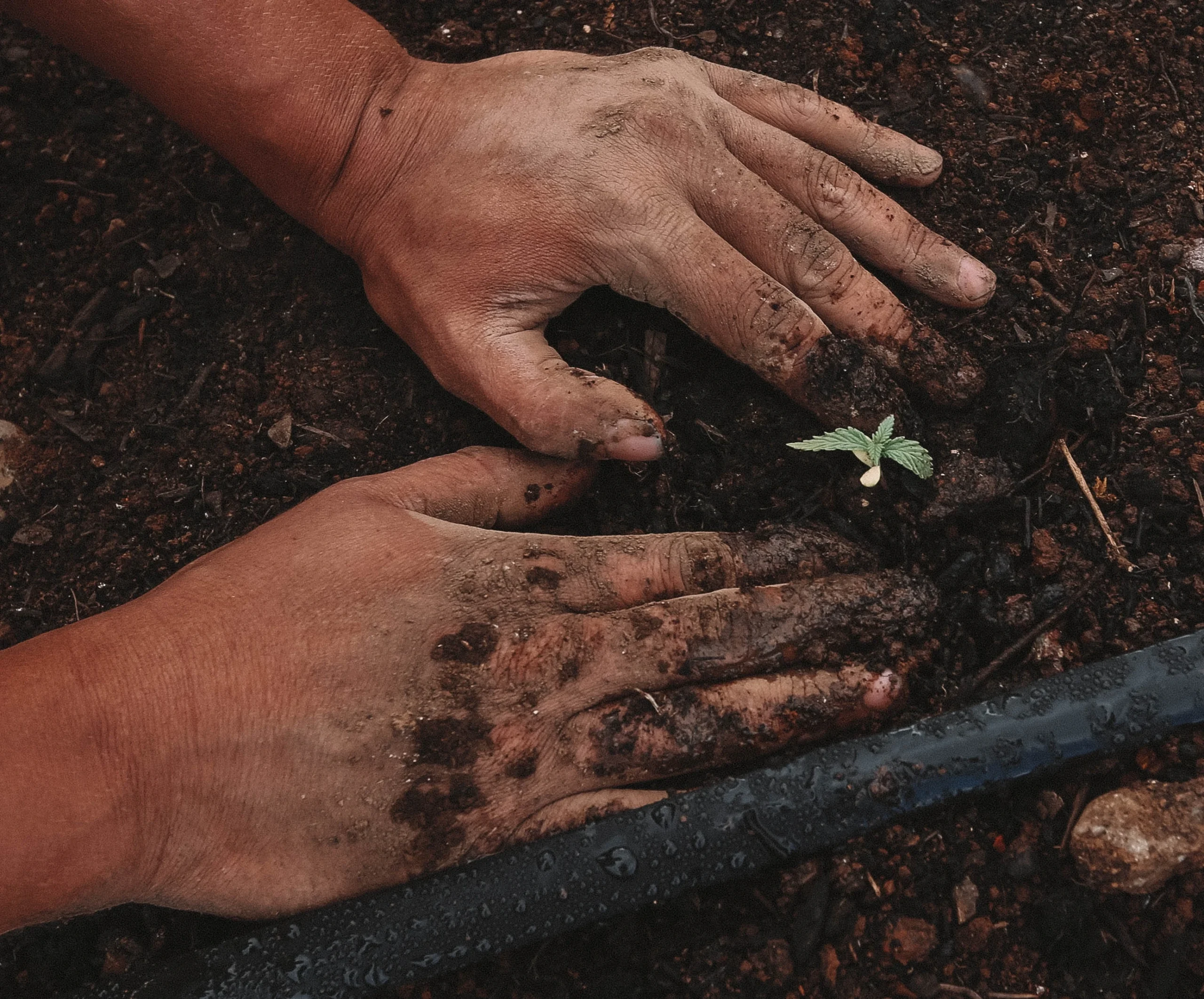 100 trees in 100 days 